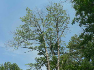 ash tree dying after attack by emerald ash borer