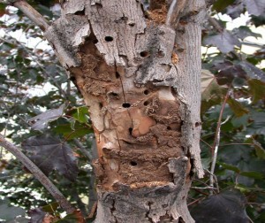 Damage to red maple; photo by Michael Smith, USDA