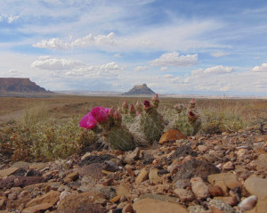 prickly pear cactus at Factory Butte; photo by S.E. Schlarbaum