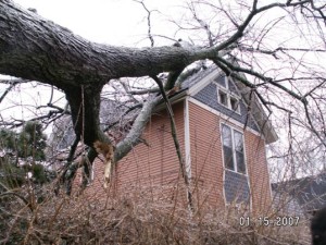 ash tree killed by EAB; Ann Arbor, MI; courtesy of Major Hefje
