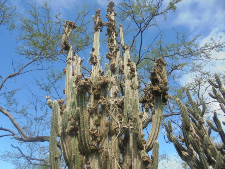 forest pathogens - Invasive Species